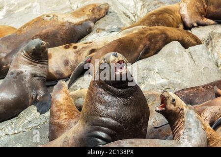 Le Rookery lions de mer de Steller. Dans l'île de l'océan Pacifique près de la péninsule du Kamtchatka. Banque D'Images