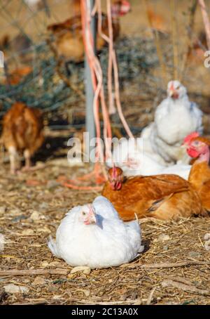 gros plan sur une poule en ponte qui se déplace librement dans un enclos verdoyant Banque D'Images