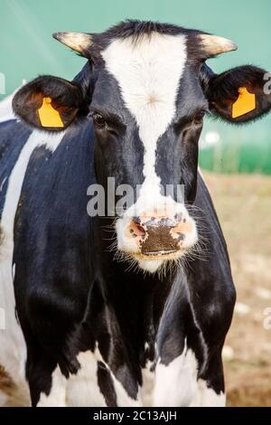 gros plan sur la tête de la vache noire et blanche Banque D'Images