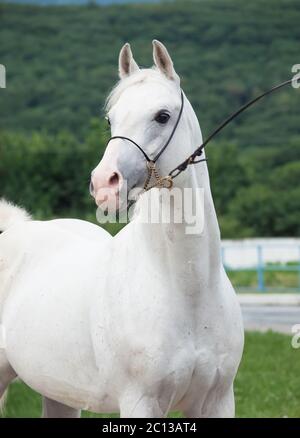 Portrait of white arabian stallion Banque D'Images
