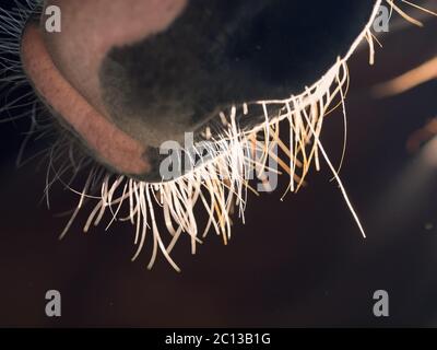 nez de cheval contre la lumière sur fond sombre. photo macro Banque D'Images