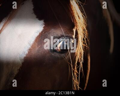 œil de cheval arabe de tir à l'intérieur de l'écurie. gros plan Banque D'Images