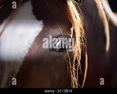 œil de cheval arabe de tir à l'intérieur de l'écurie. gros plan Banque D'Images