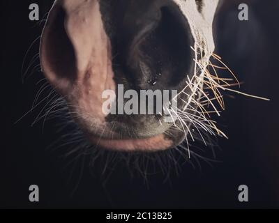 photo macro. nez de cheval contre la lumière sur fond sombre. Banque D'Images