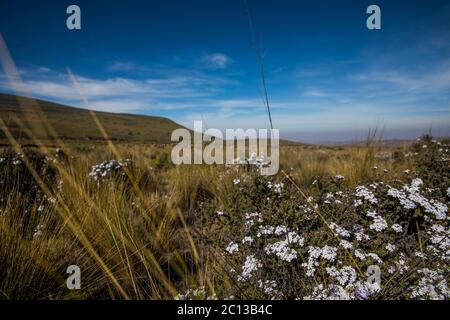 pâturage et belles fleurs blanches au milieu de la campagne et du ciel bleu Banque D'Images