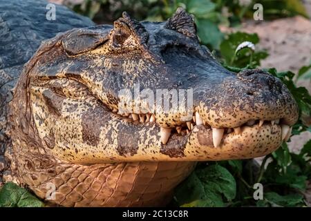 Portrait d'un caïman à la rive du fleuve dans le Pantanal, Brésil Banque D'Images