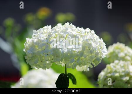 hortensia blanc poussant sur un lit en plein air. Banque D'Images