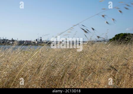De hautes herbes soufflant dans le vent près de la baie de San Francisco à Oakland, Californie, le 19 mai 2020. Banque D'Images