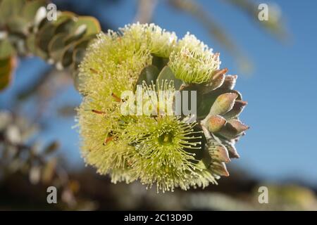 Fleurs hivernales Eucalyptus kruseana également connu comme Book Leaf Mallee.ce gommier australien natif est endémique à l'Australie occidentale. Banque D'Images