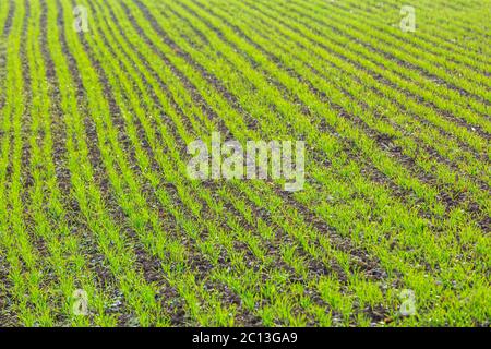 pousses vertes de blé sur le champ agricole au printemps. contexte agricole Banque D'Images