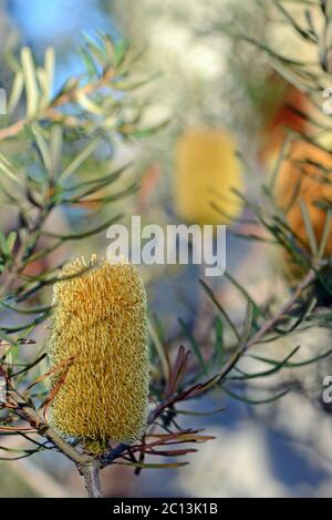 Inflorescence jaune et fleurs de la banksia argentée, banksia marginate, famille des Proteaceae. Également connu sous le nom de banque de Honeysuckle. Banque D'Images