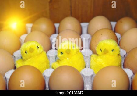 Trois poulets de jouet entre les œufs dans l'emballage Banque D'Images