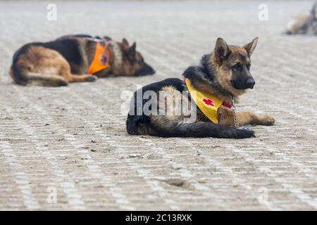 Chiens de recherche et de sauvetage Banque D'Images