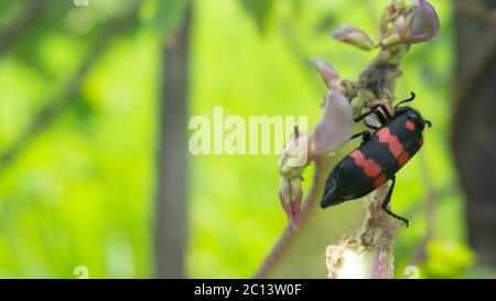 Belle Mylabris pustulata avec des traits rouges sur le dos. Un type d'insecte qui ne nuit pas aux agriculteurs Banque D'Images