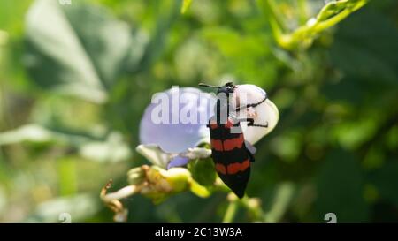 Belle Mylabris pustulata avec des traits rouges sur le dos. Un type d'insecte qui ne nuit pas aux agriculteurs Banque D'Images