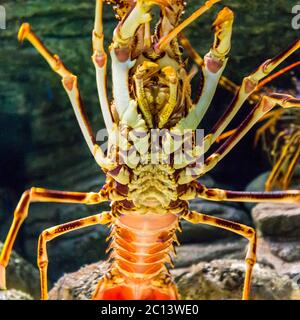 Homard de roche tropicale coloré sous l'eau Banque D'Images