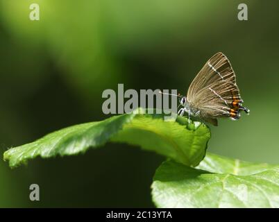 Un rare papillon de lettre blanche nouvellement apparu, Satyrium W-album, perching sur une feuille au printemps. Banque D'Images