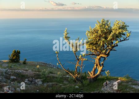 Lonely tree fond de la Mer Noire au lever du soleil sur le sommet de la montagne Ilyas Kaya. Banque D'Images