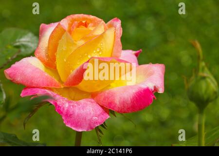 Jaune avec bord rose rose rose noble. Banque D'Images