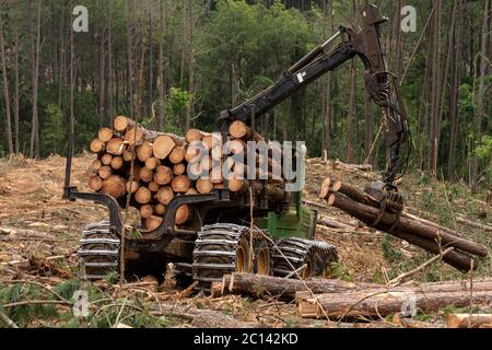 le bras oscillant du chargeur de grumes sur la forêt de pins en cours de travail Banque D'Images