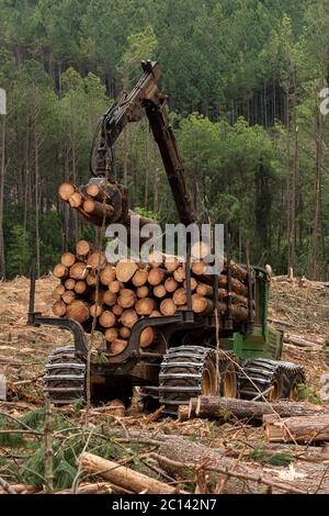 le bras oscillant du chargeur de grumes sur la forêt de pins en cours de travail Banque D'Images