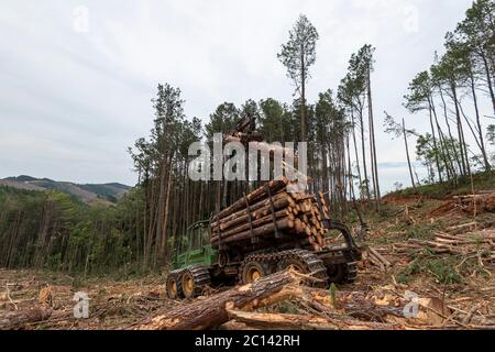 le bras oscillant du chargeur de grumes sur la forêt de pins en cours de travail Banque D'Images