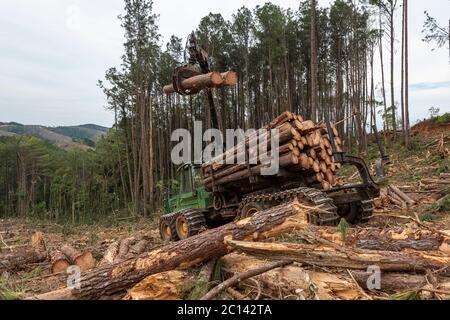 le bras oscillant du chargeur de grumes sur la forêt de pins en cours de travail Banque D'Images