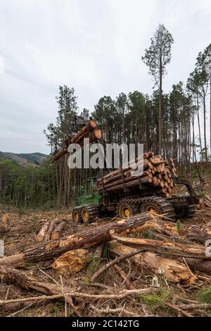 le bras oscillant du chargeur de grumes sur la forêt de pins en cours de travail Banque D'Images