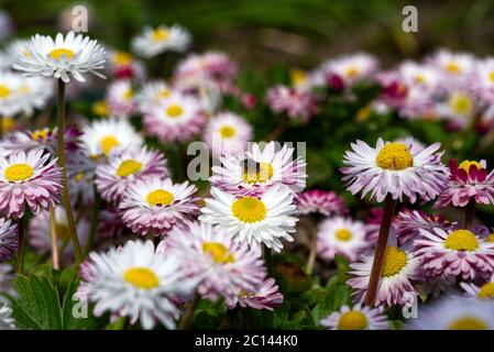 Bellis perennis Banque D'Images