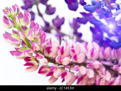 Bouquet de lupins, faible profondeur de la netteté Banque D'Images