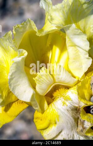 Jaune citron grand fleur à barbe en forme d'iris « Bridal Crown » Banque D'Images