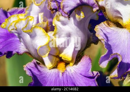 Grandes étamines à iris barbu « Imperial Edge » gros plan sur une fleur crémeuse en violet Banque D'Images