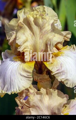 Grandes fleurs de couleur crème à iris barbu Banque D'Images