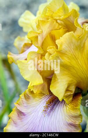 Beige jaune pâle Tall fleur d'iris barbu 'Alfa Project' Banque D'Images