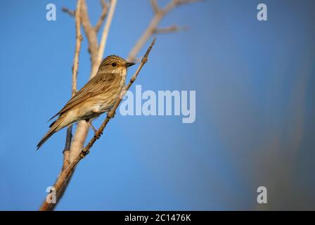 Moucherolle tacheté - Muscicapa striata, petit oiseau timide provenant des forêts européennes, île de Pag, Croatie. Banque D'Images