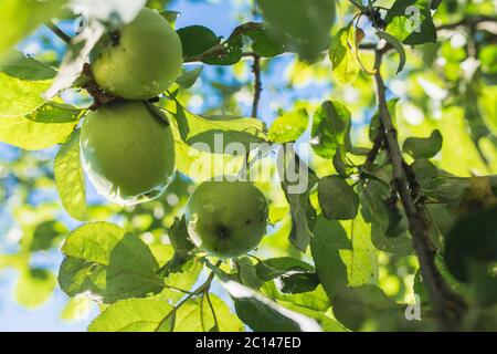 Green Apple sur branch against blue sky Banque D'Images