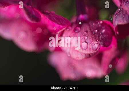Fleurs rose Phlox avec de l'eau chute après la pluie douce. La vie encore. Arrière-plan de printemps. Extream closeup macro shot Banque D'Images