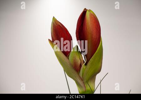 Gros plan des bourgeons d'une fleur rouge d'Amaryllis Banque D'Images