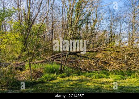 Arbre tombé dans un bois mal géré. Banque D'Images