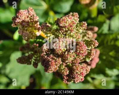 Rhubarb plante floraison et production de graines. Banque D'Images