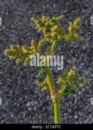 Rhubarb plante floraison et production de graines. Banque D'Images