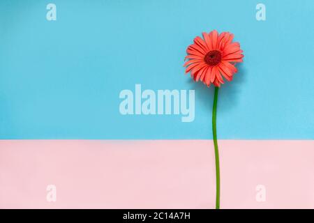 Une fleur rose sur fond bleu avec rose, pop art, artistique, minimaliste, abstrait, décoratif. Banque D'Images