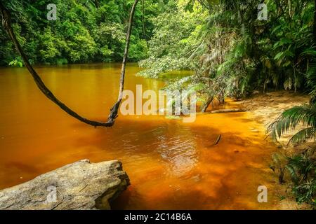 Jungle Swing en Malaisie Banque D'Images