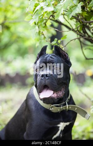 Portrait d'un chien noir de la race de canne-Corso sur fond de buissons verts Banque D'Images