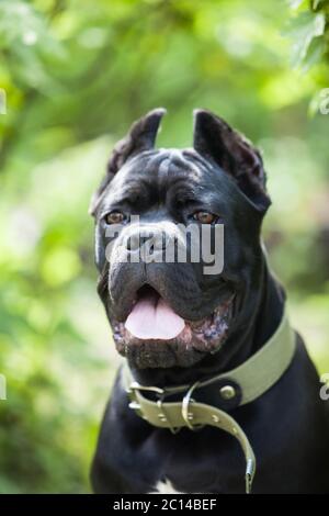 Portrait d'un chien noir de la race de canne-Corso sur fond de buissons verts Banque D'Images