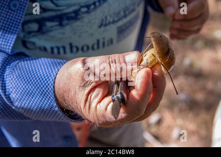 Homme avec un couteau tenant un champignon jaune 'Weeping bolete' dans une forêt de pins, Ahihud, Israël Banque D'Images