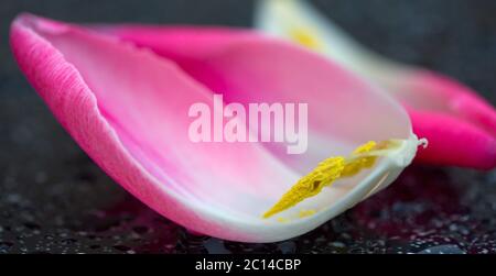 Tulipe rose petals macro shot. Banque D'Images