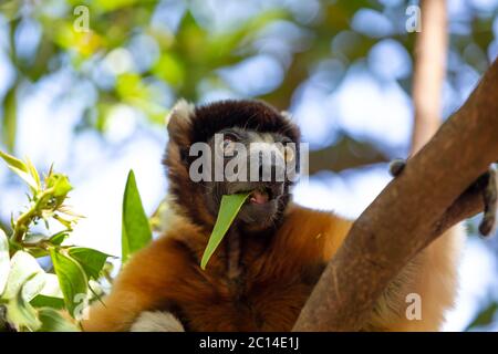 Un citron Sifaka qui s'est rendu confortable dans la cime d'arbre Banque D'Images