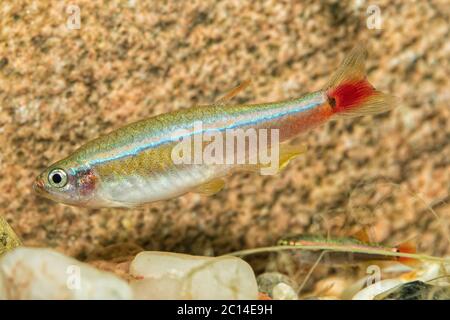 Portrait de poissons barbes (Tanichthys albonubes) dans l'aquarium Banque D'Images