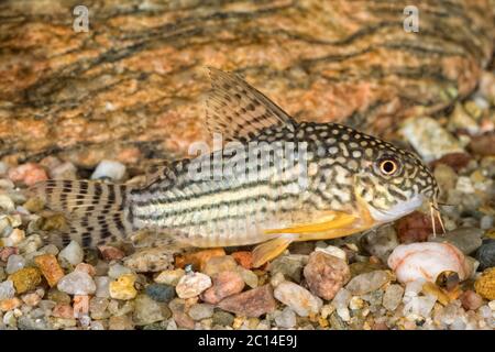 Portrait du poisson-chat (Corydoras sterbai) dans l'aquarium Banque D'Images